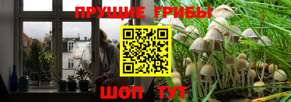 Сланцы  Галлюциногенные грибы прущие грибы  Вход с VPN 
